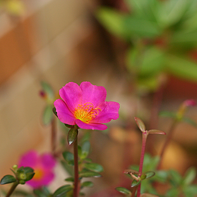 花好